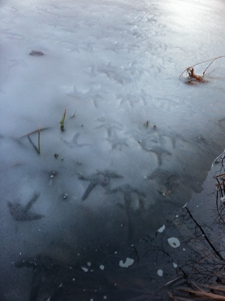 Pond on Sheltowee Trace, turkey tracks